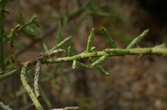Cylindropuntia leptocaulis