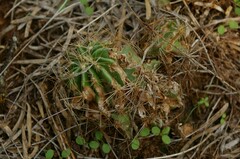 Hamatocactus setispinus
