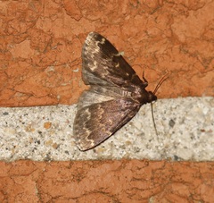 Idia lubricalis