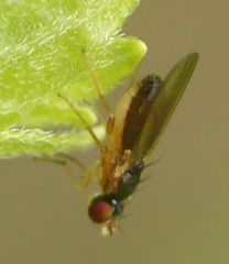 Mumetopia occipitalis
