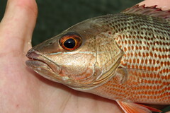 Lutjanus griseus