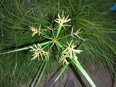 Cyperus esculentus