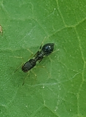 Synemosyna formica
