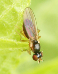 Mumetopia occipitalis