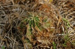 Hamatocactus setispinus