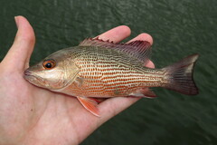 Lutjanus griseus
