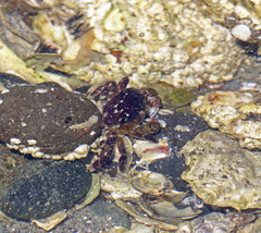 Hemigrapsus nudus