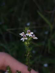 Euphrasia stricta