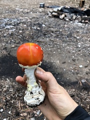 Amanita muscaria flavivolvata