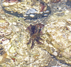 Hemigrapsus nudus