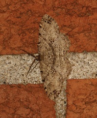 Melanolophia canadaria