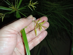 Cyperus esculentus