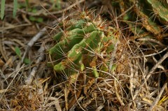 Hamatocactus setispinus
