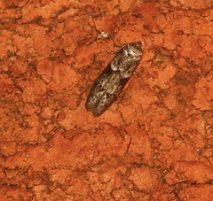 Blastobasis glandulella