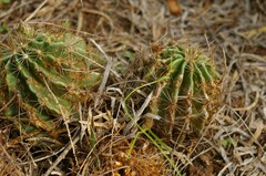 Hamatocactus setispinus