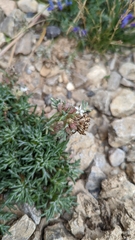 Ipomopsis spicata tridactyla