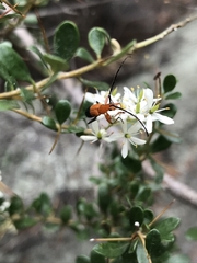 Stenoderus ostricilla