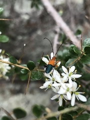 Stenoderus ostricilla