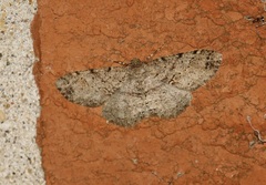 Melanolophia canadaria
