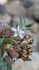Ipomopsis spicata tridactyla