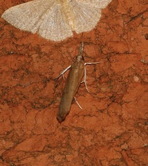 Fissicrambus mutabilis