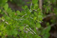 Condalia hookeri