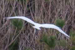 Ardea alba