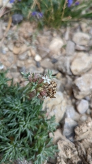 Ipomopsis spicata tridactyla