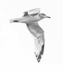 Larus argentatus