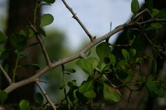 Condalia hookeri