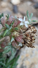 Ipomopsis spicata tridactyla