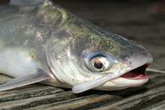 Bagre marinus