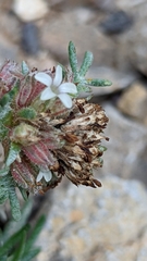 Ipomopsis spicata tridactyla