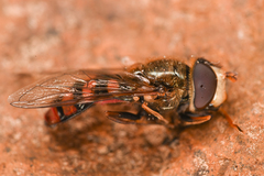 Eupeodes montivagus