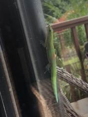 Phelsuma laticauda laticauda