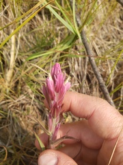 Castilleja raupii