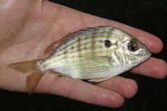 Lagodon rhomboides