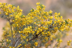 Senna artemisioides alicia