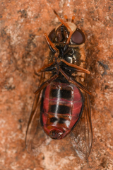 Eupeodes montivagus