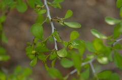 Condalia hookeri