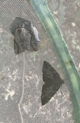 Catocala lacrymosa