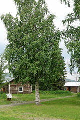 Betula neoalaskana