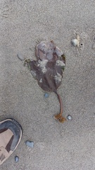 Pleurophycus gardneri