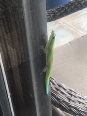 Phelsuma laticauda laticauda