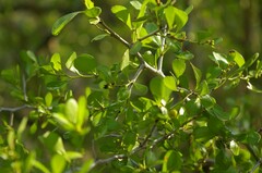 Condalia hookeri