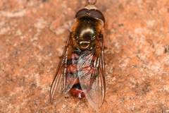 Eupeodes montivagus