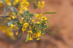 Senna artemisioides alicia