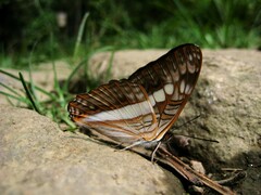 Adelpha alala