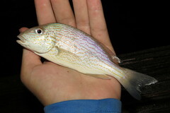 Orthopristis chrysoptera