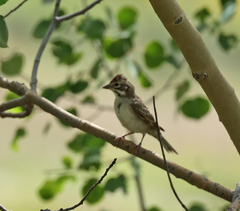 Chondestes grammacus